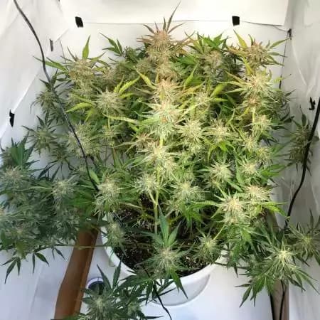 Anesia Autoflowering: Eine Reise in die Welt der Hybrid-Exzellenz