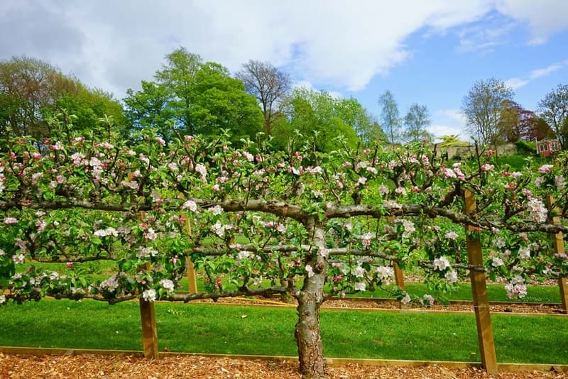 Spalierbäume kaufen: Die besten Sorten für eine erfolgreiche Gartengestaltung