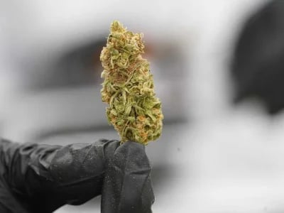 Erfolgreich Anbauen mit den besten Sorten – Cannabissamen kaufen legal in Deutschland