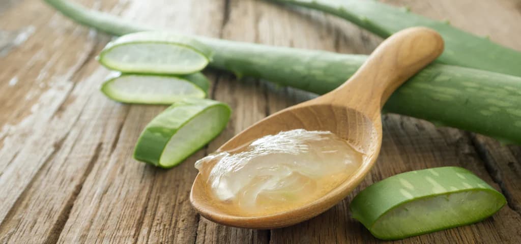 Entdecken Sie den Jungbrunnen mit Forever Living Aloe Vera