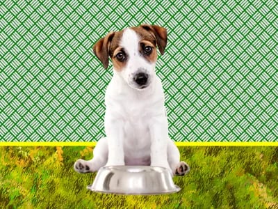 Farmer’s Dog Pricing Deep Dive: What Influences the Cost in 2025?