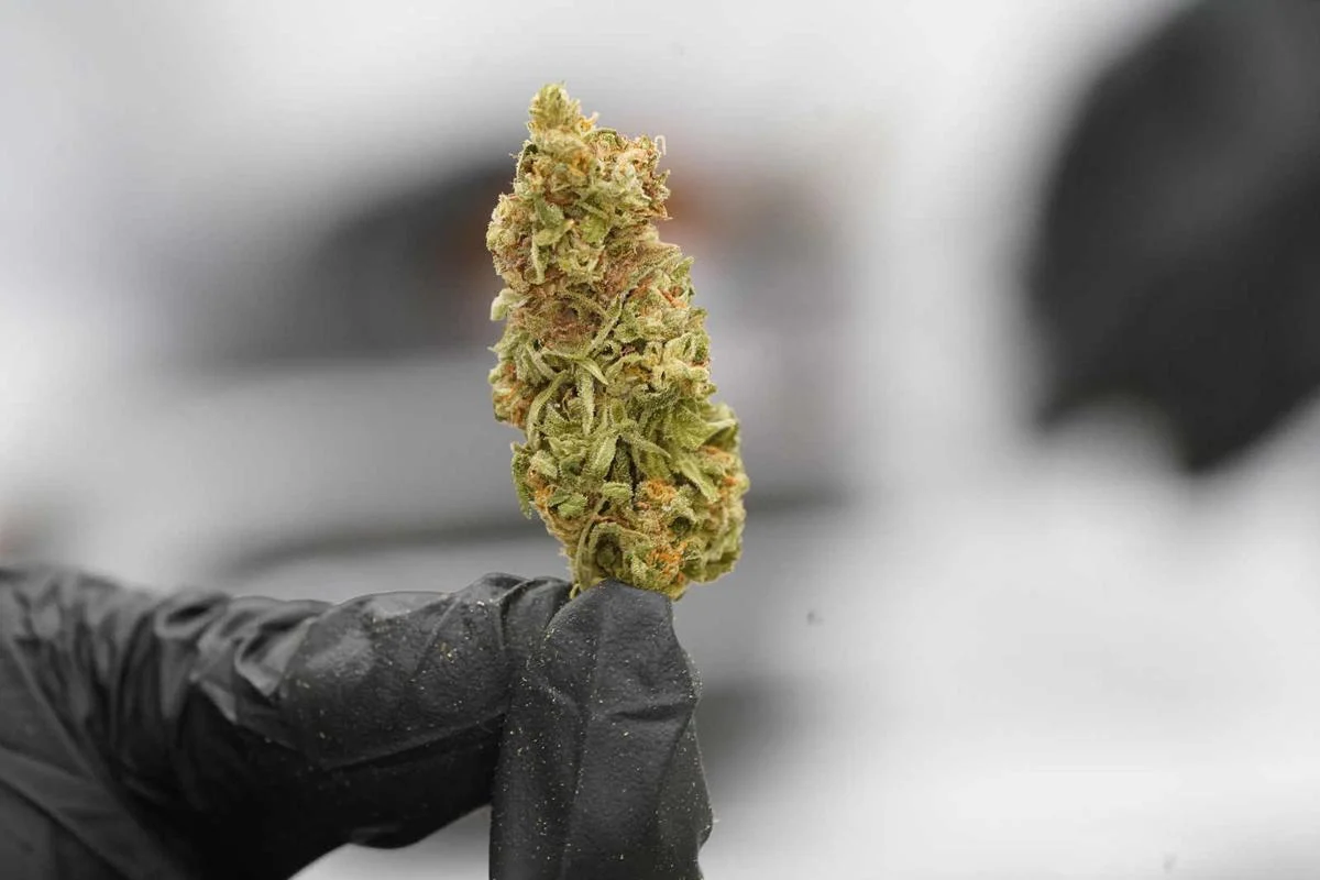 Erfolgreich Anbauen mit den besten Sorten – Cannabissamen kaufen legal in Deutschland