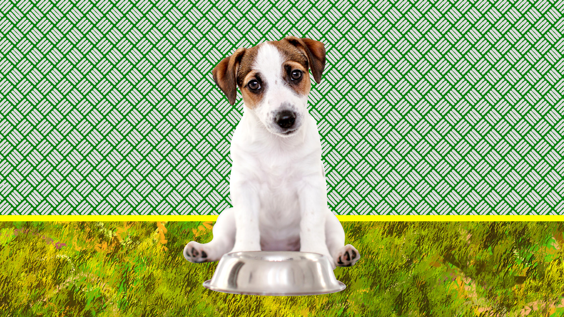 Farmer’s Dog Pricing Deep Dive: What Influences the Cost in 2025?
